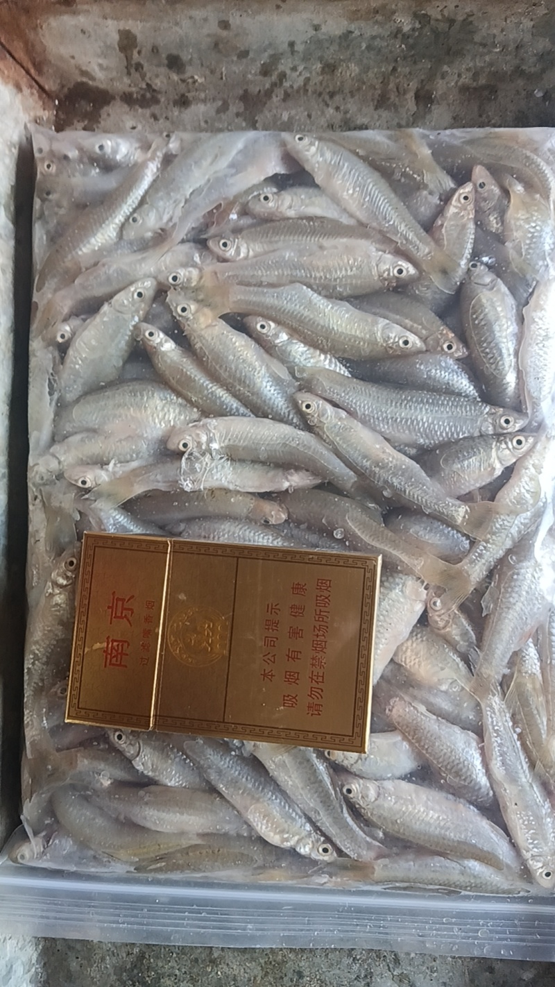 开肚麦穗鱼麻鱼6-7公分，产地发货，一手货源，质量保证