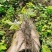 三叶青种苗