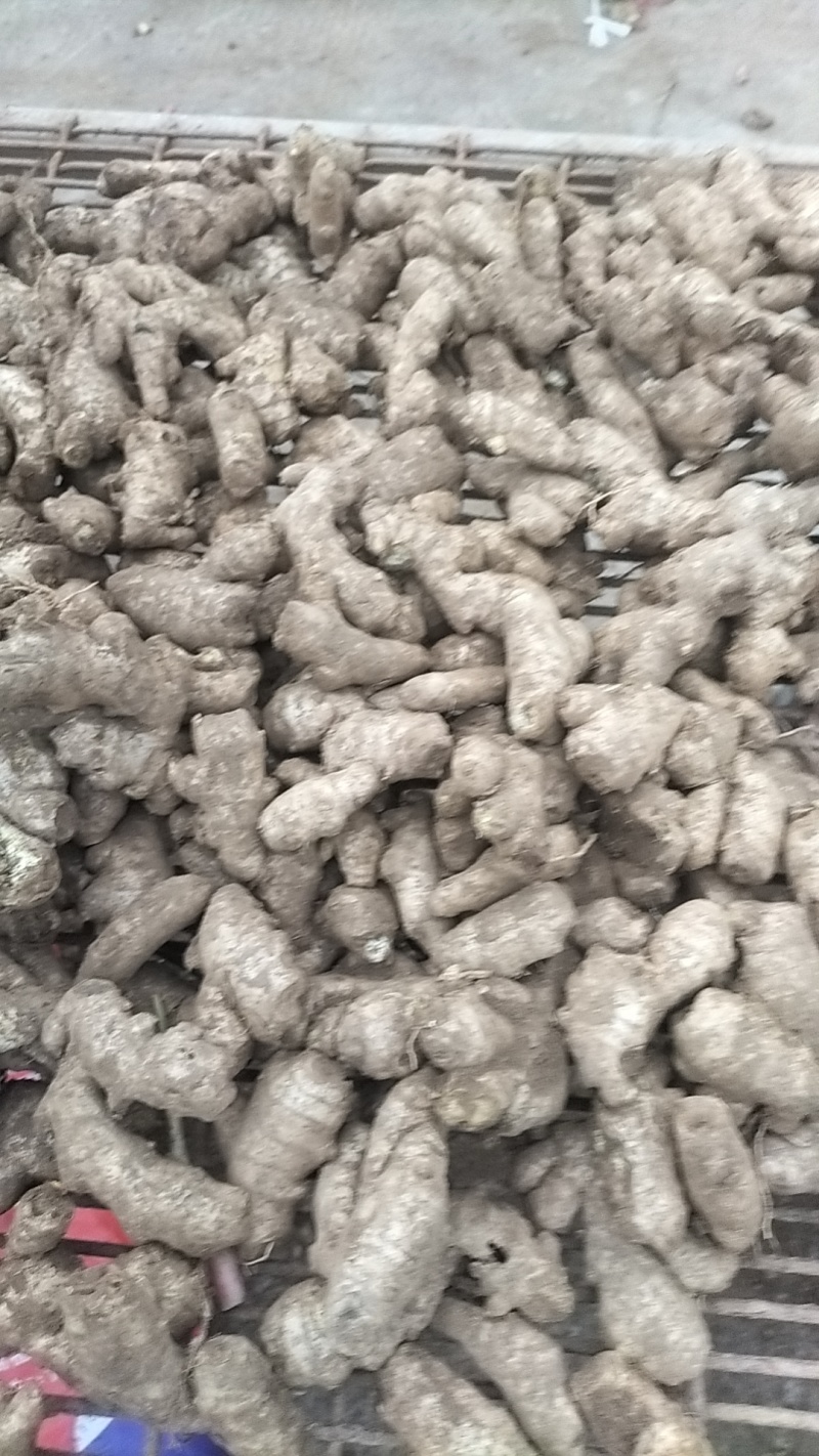 【热卖】河南焦作怀姜小黄姜产地大量上价优产地直发