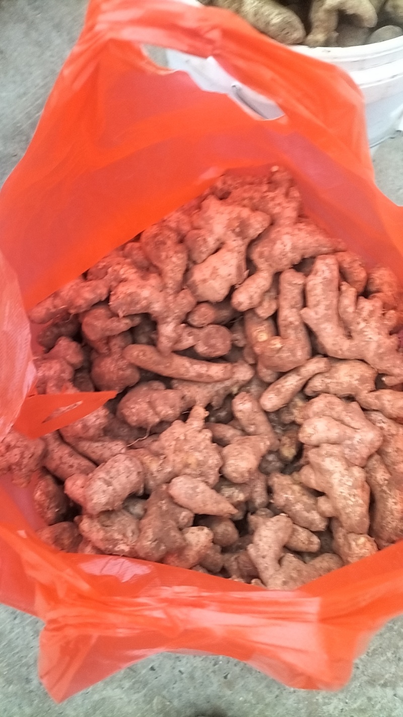 【热卖】河南焦作怀姜小黄姜产地大量上价优产地直发