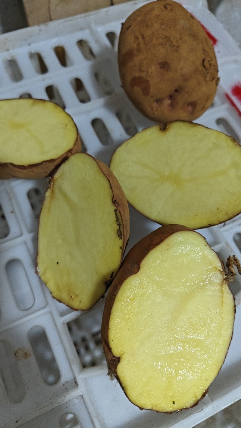 红窝子洋芋种子