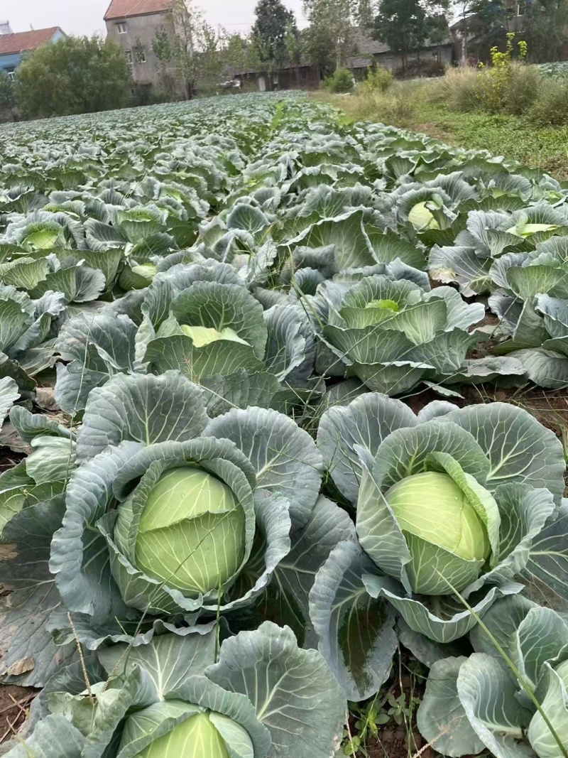 扁包菜颜色嫩绿，没有夹皮烂，大吨位供应市场加工厂产地直发