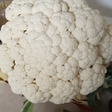 【松花菜】陕西松花菜无黑点提供网袋按需求分拣打包承接批发