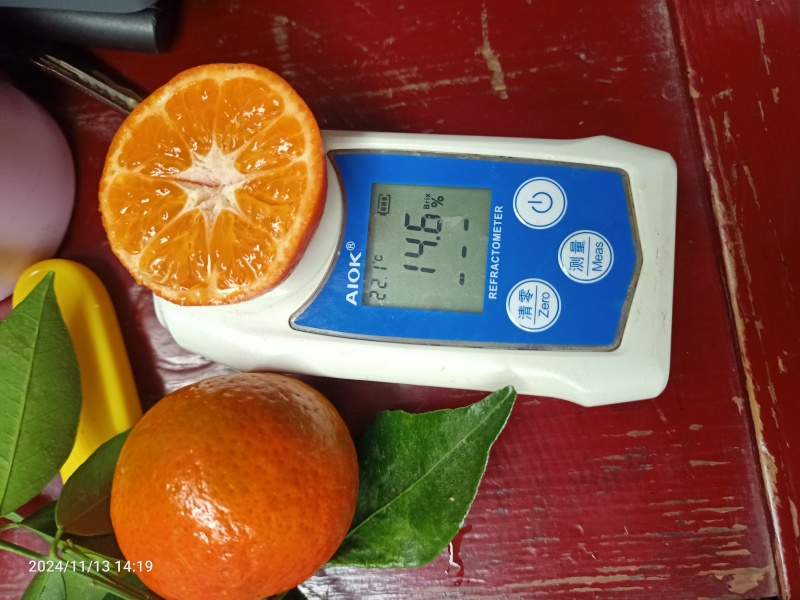 湖北东方红蜜橘香柑产地直发品质保证视频看货