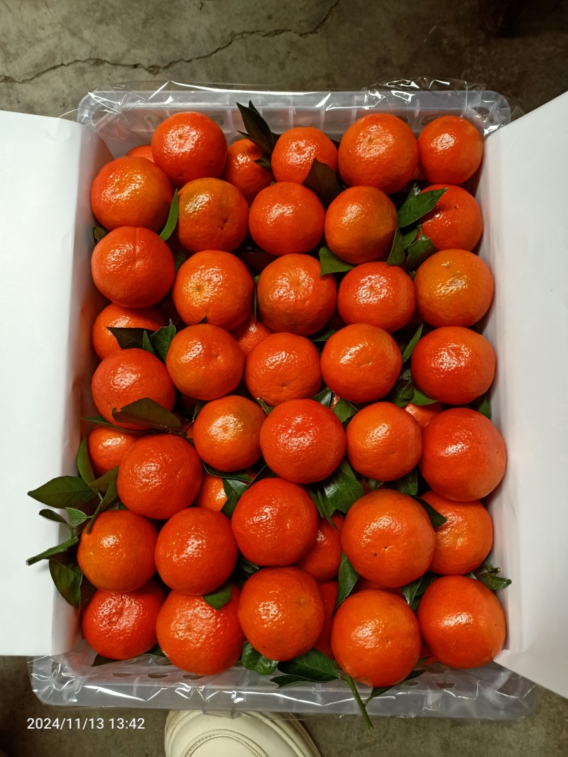 湖北东方红蜜橘香柑产地直发品质保证视频看货