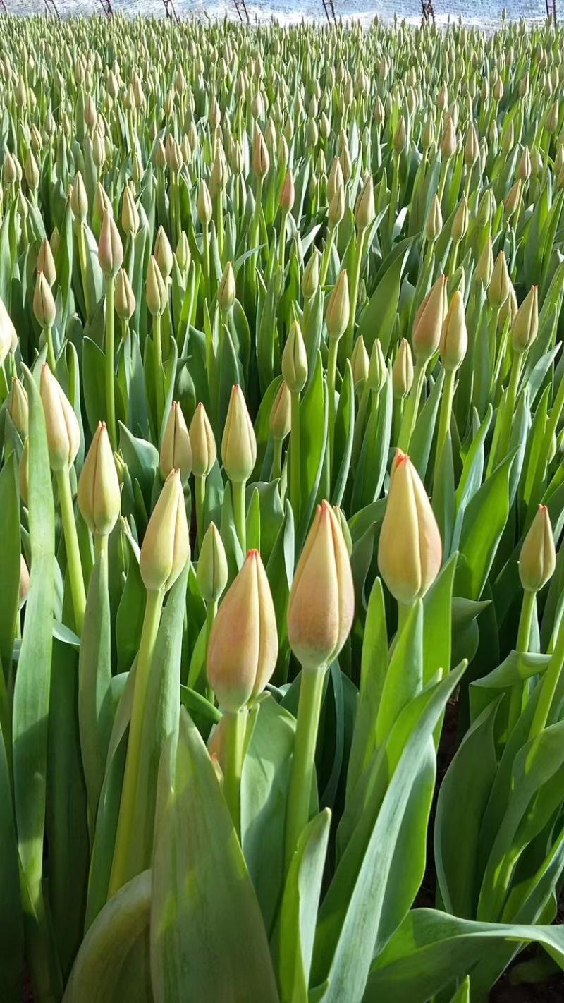 荷兰进口郁金香，电商园林绿化花海种植切花