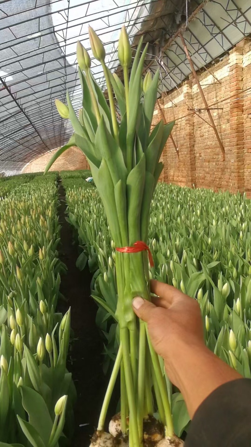 荷兰进口郁金香，电商园林绿化花海种植切花