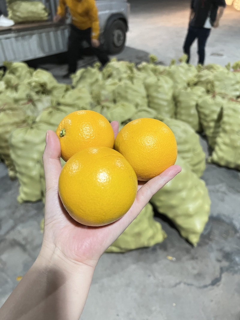 自产自销永兴冰糖橙