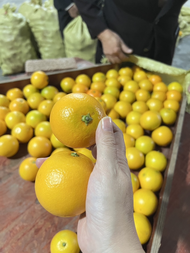 自产自销永兴冰糖橙