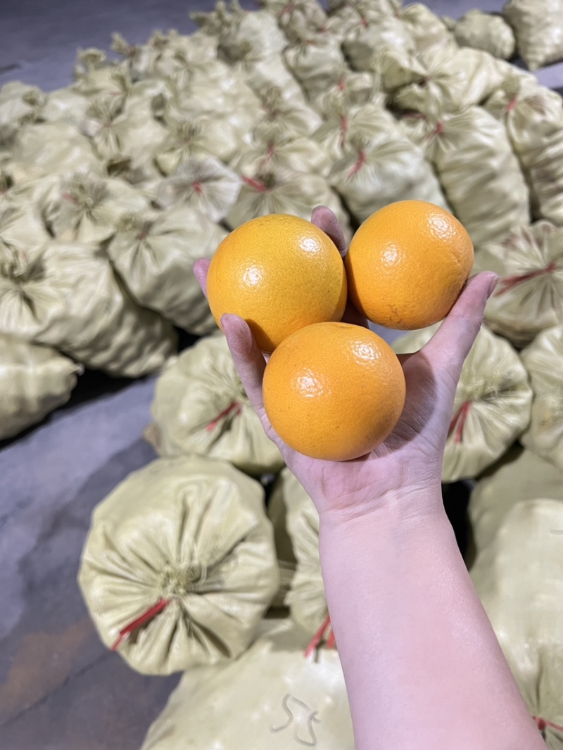 自产自销永兴冰糖橙
