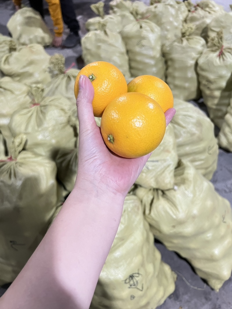 自产自销永兴冰糖橙