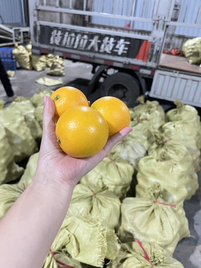 自产自销永兴冰糖橙