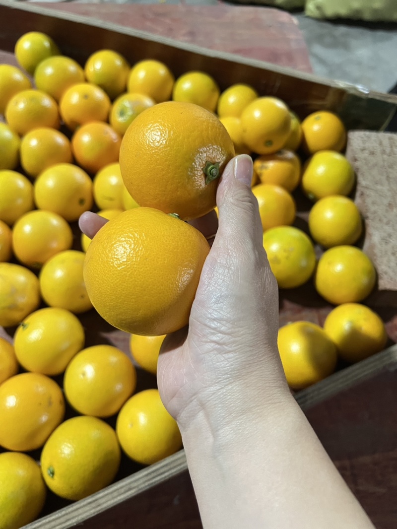 自产自销永兴冰糖橙