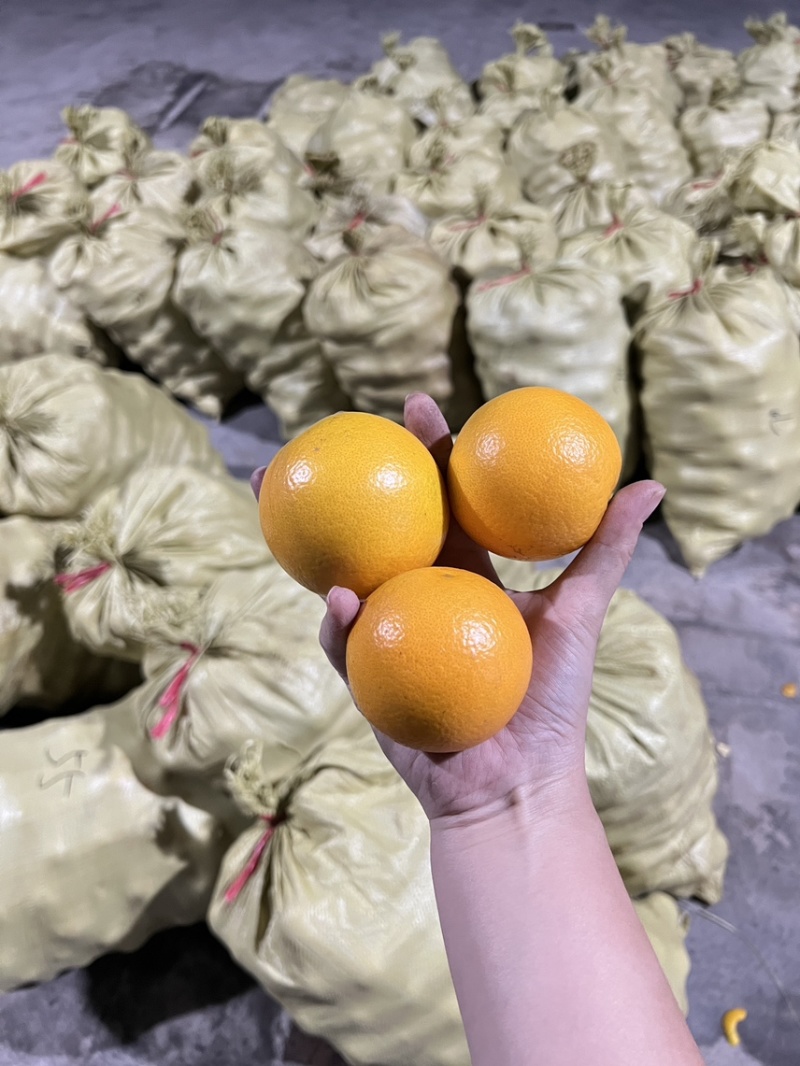 自产自销永兴冰糖橙