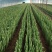 郁金香🌷电商园林绿化花海种植切花一手货源量大价优