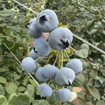 云南高山蓝莓