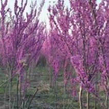 3至5公分紫荆树，丛生紫荆树，
