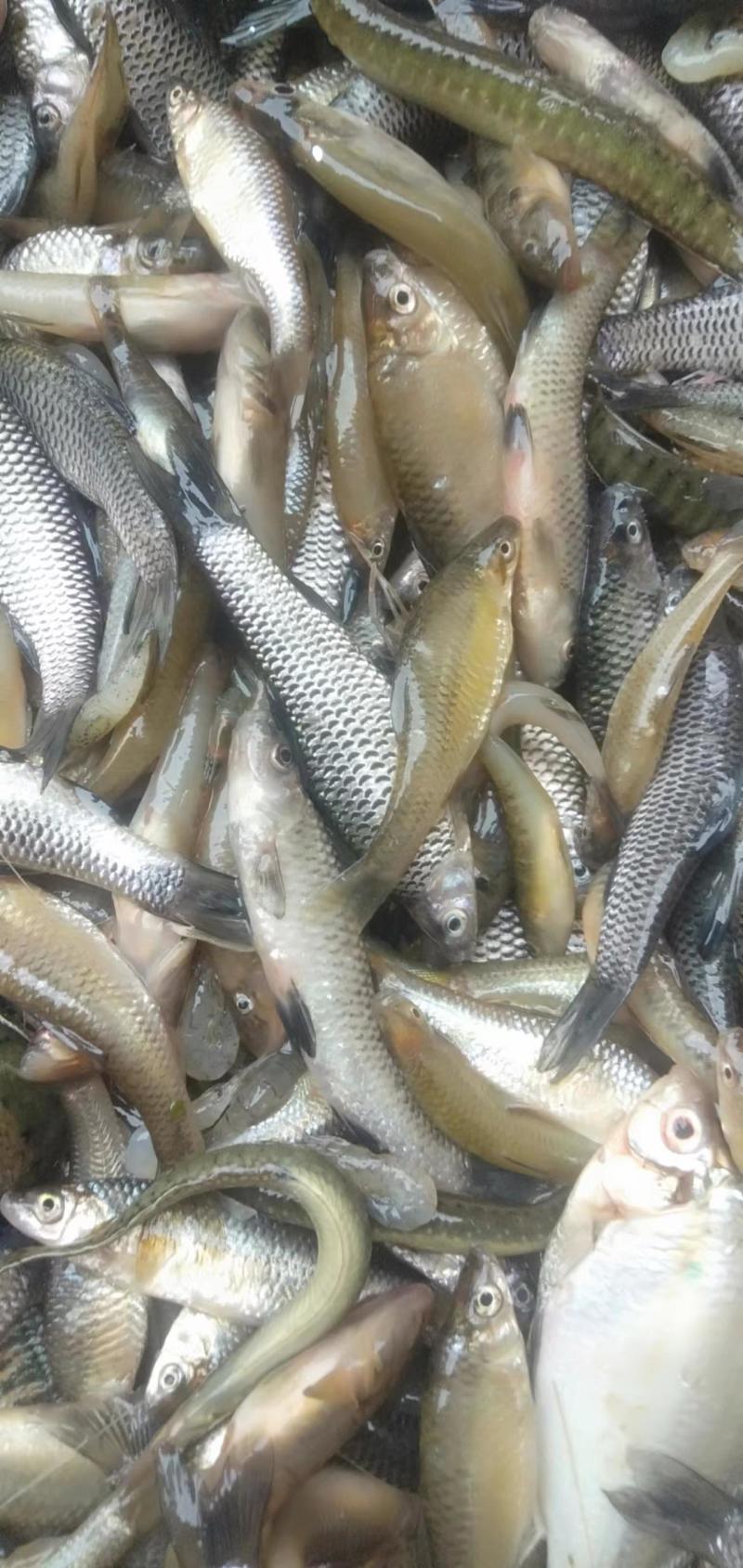 小麦穗鱼