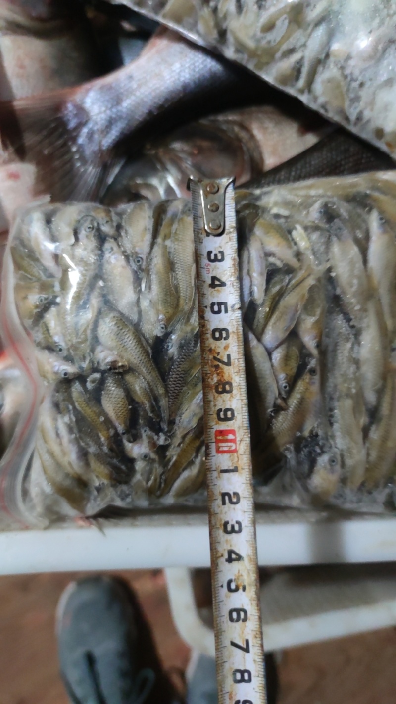 小麦穗鱼