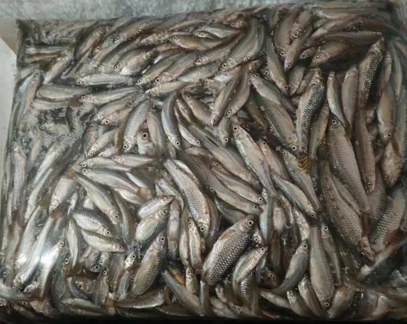 小麦穗鱼