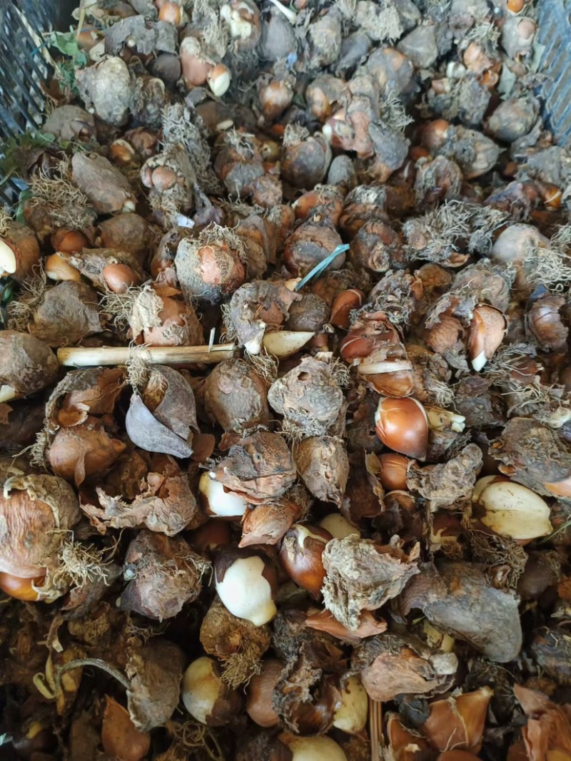 郁金香种球🌷电商园林绿化花海种植