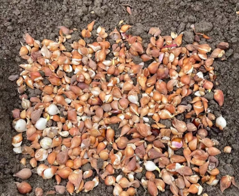 郁金香种球🌷电商园林绿化花海种植