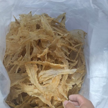 鳕鱼胶花胶太平洋鱼胶