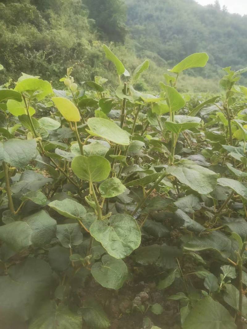 【推荐】猕猴桃苗嫁接翠香的成品苗量大价优可发全国