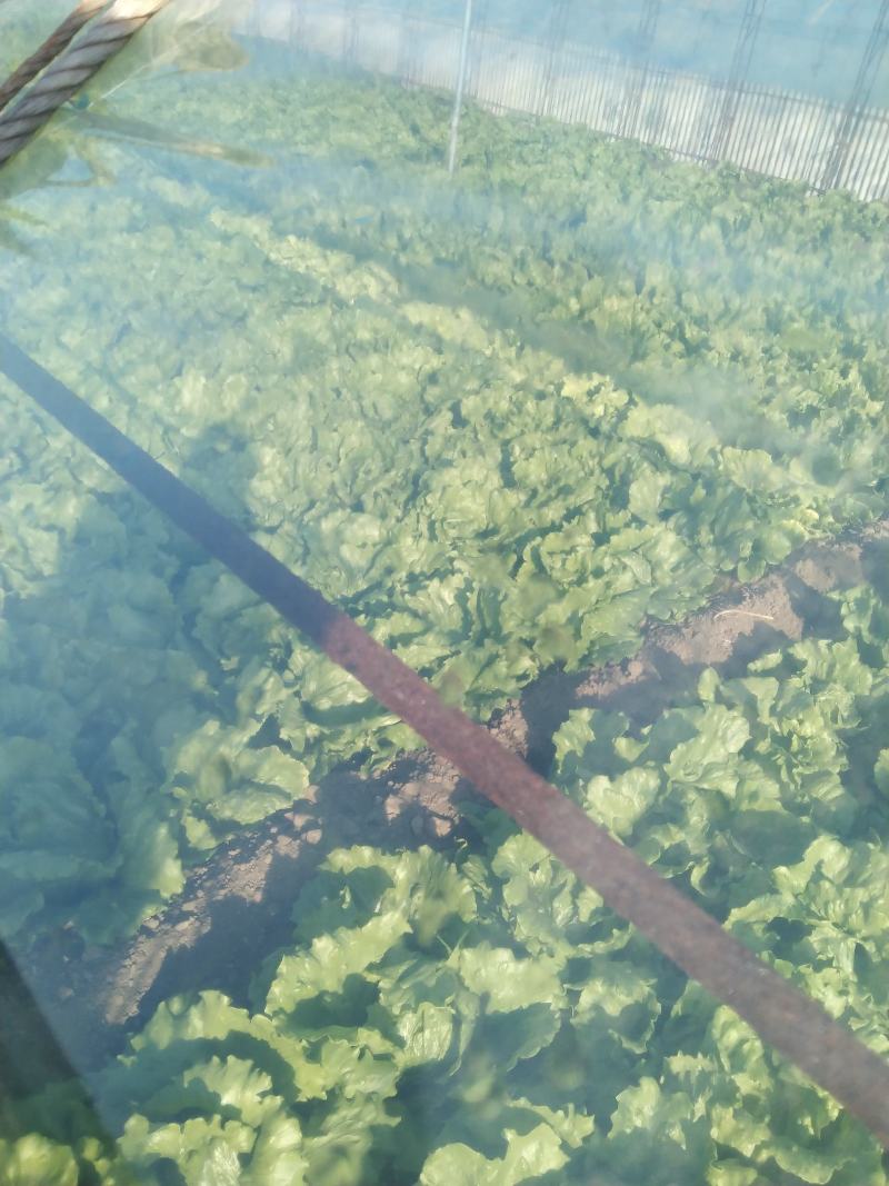暖棚结球生菜大量上市