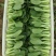 精品上海青油菜