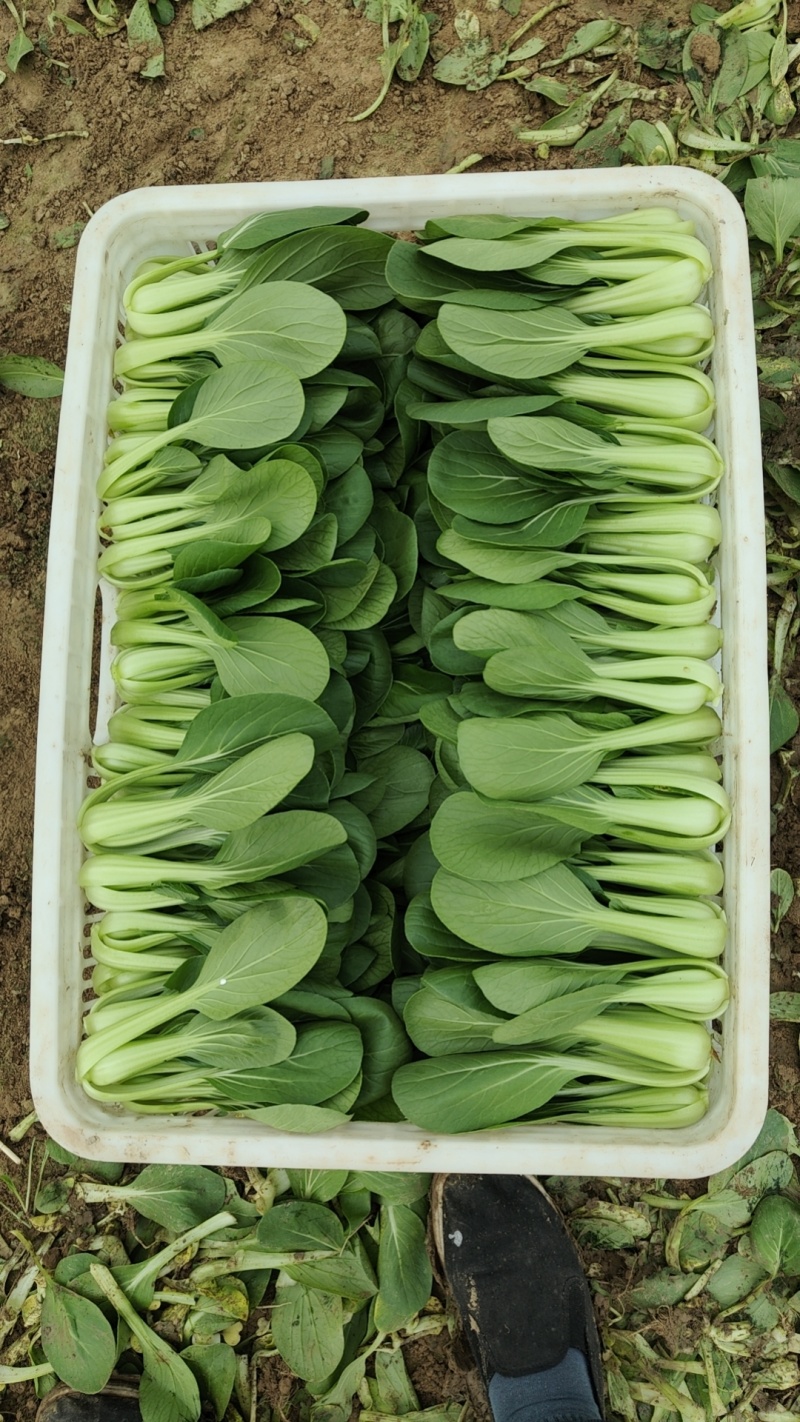 精品上海青油菜