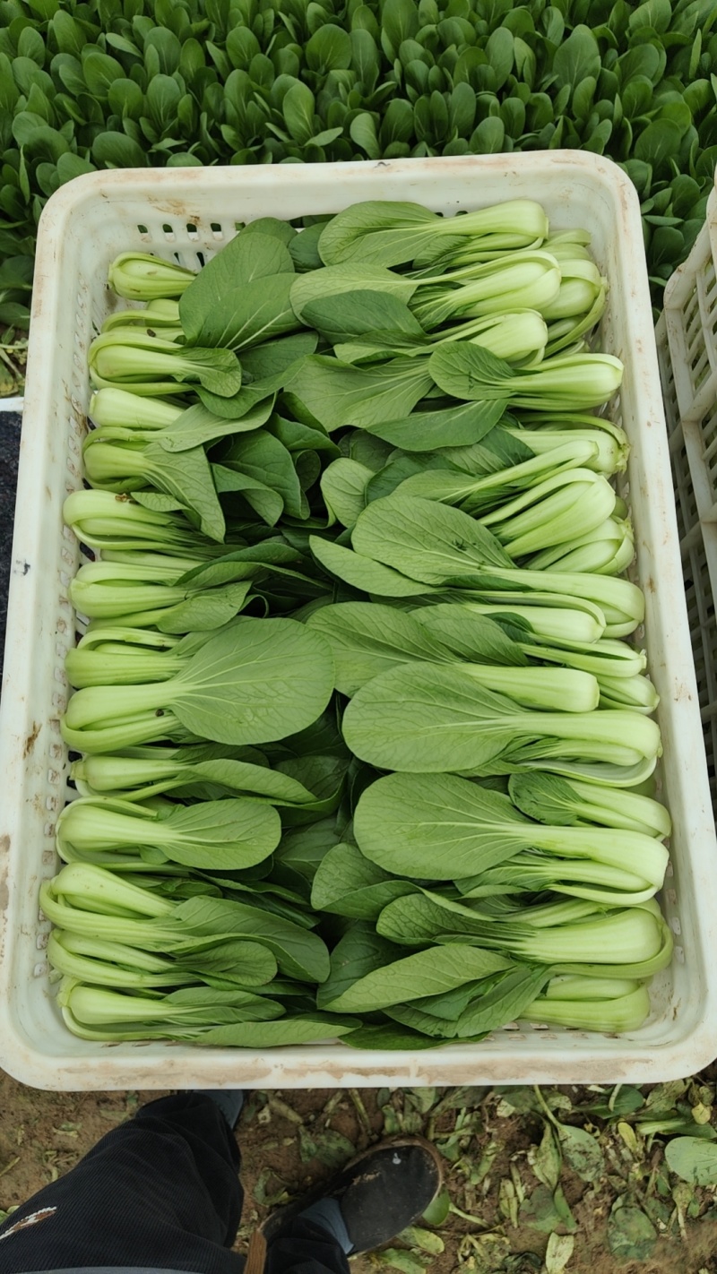 精品上海青油菜
