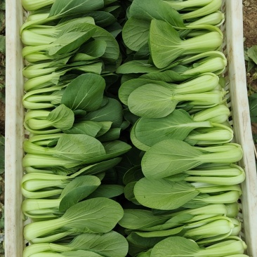 精品上海青油菜