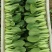 精品上海青油菜