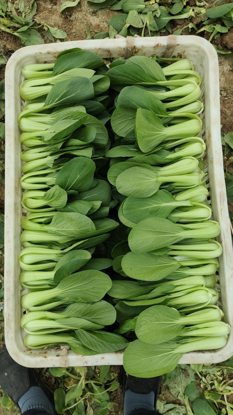 精品上海青油菜