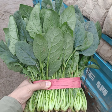 菠菜大量上市