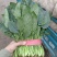 菠菜大量上市