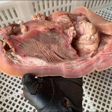 牛头肉12一斤，一件50斤