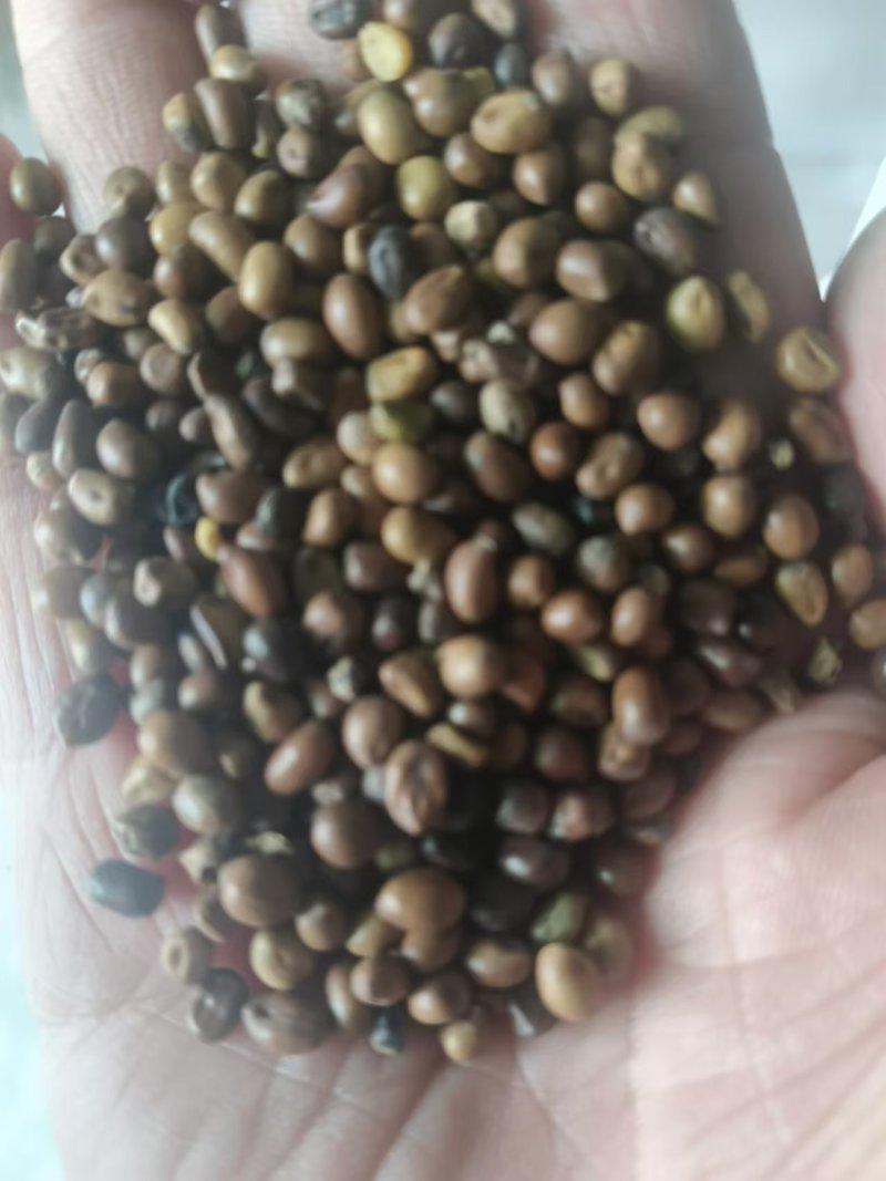 苦参种子苦参籽新货2024产新，自产自销！