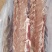 国产龙大多肉龙骨，新日期，颜色鲜亮，价格不高
