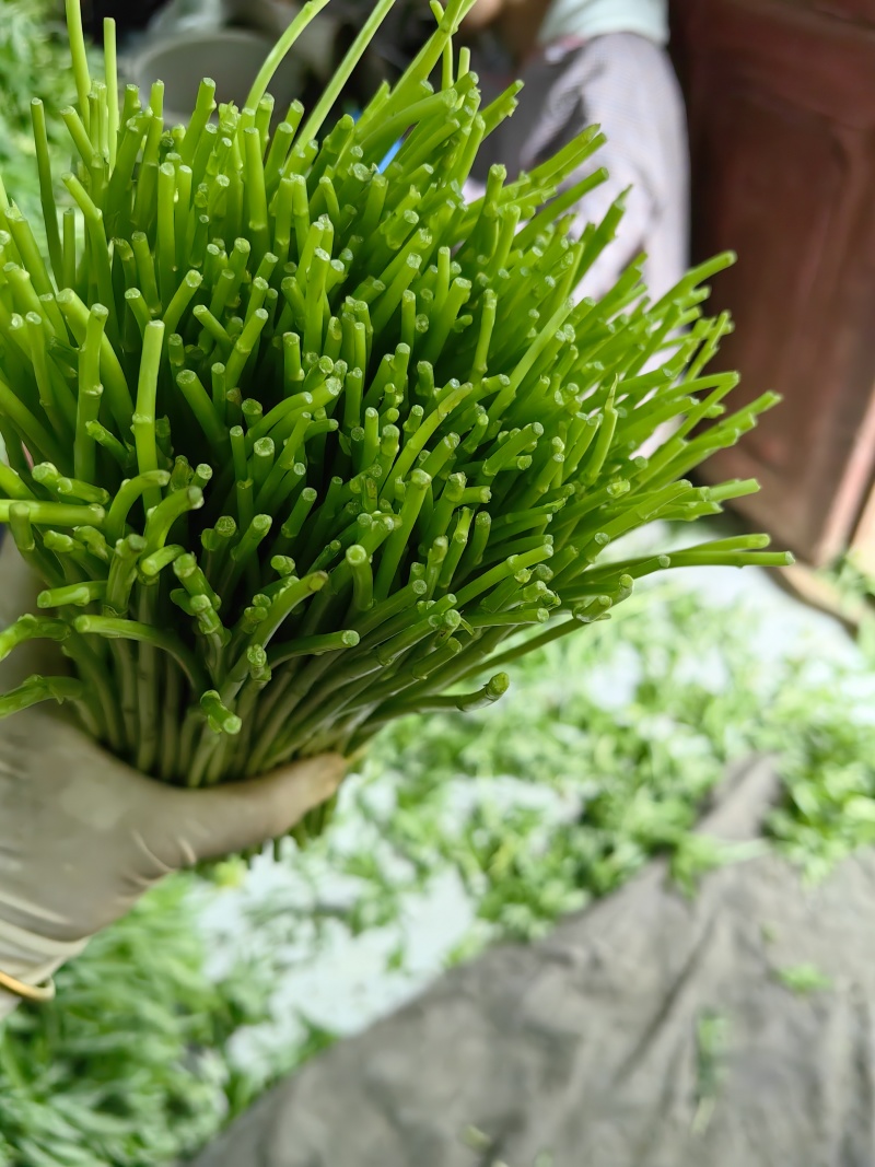 云南芦蒿