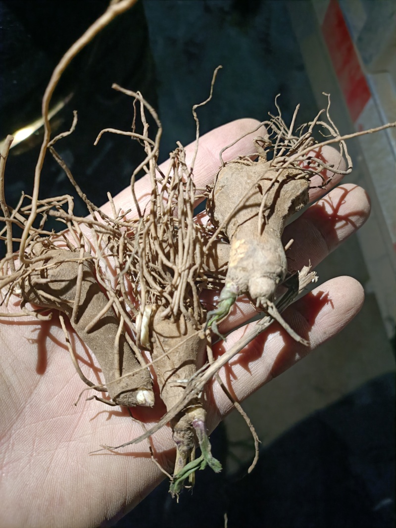 白术籽白术芽