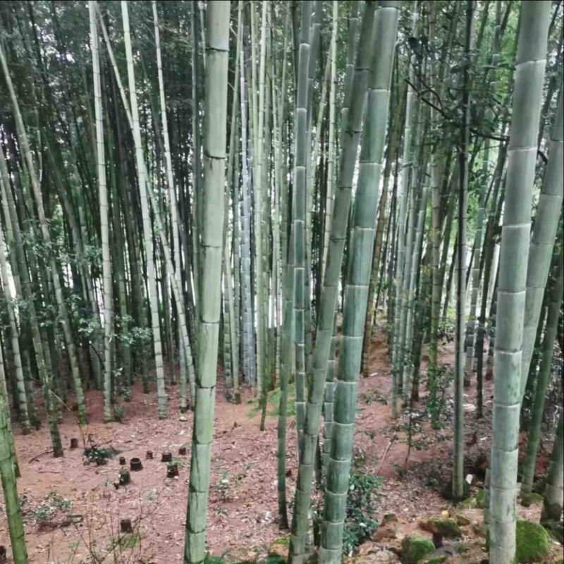 楠竹大量供应，一手货源，产地直发，价格优惠，欢迎采购