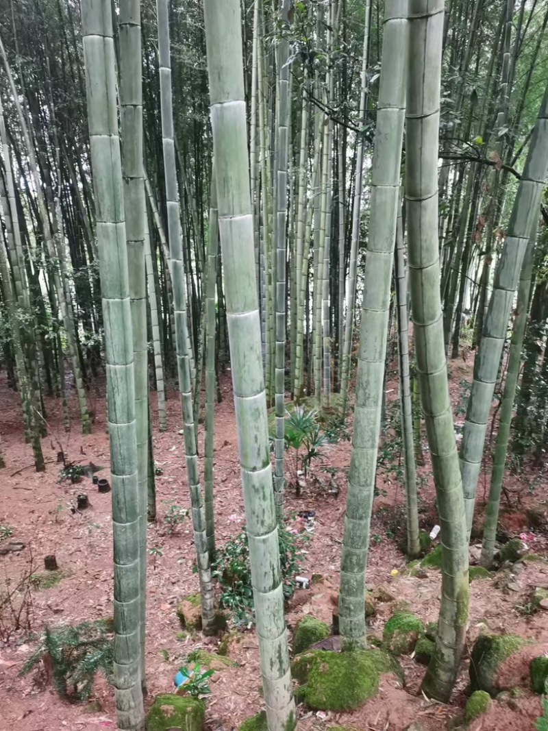 楠竹大量供应，一手货源，产地直发，价格优惠，欢迎采购