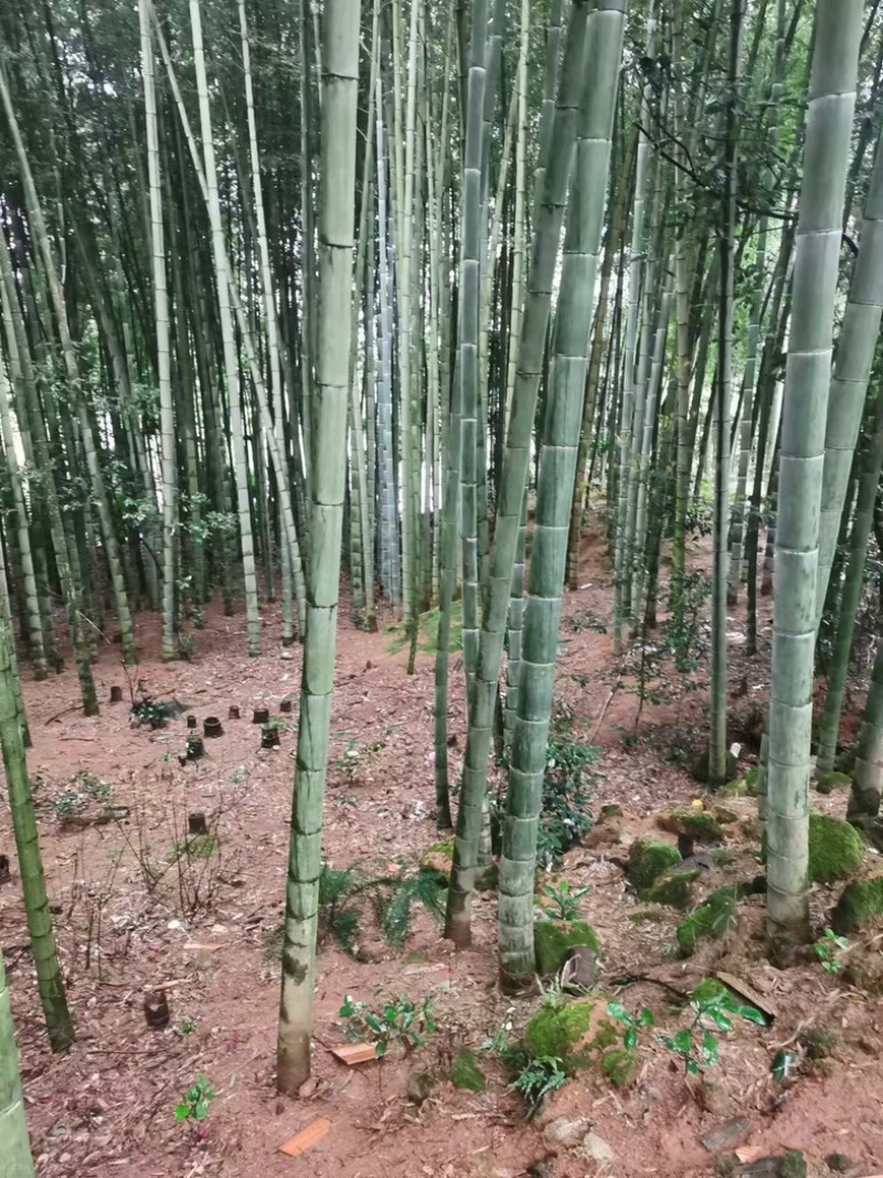 楠竹大量供应，一手货源，产地直发，价格优惠，欢迎采购