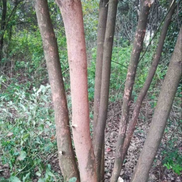 多杆香樟树一手货源，价格优惠品质保障欢迎咨询看货