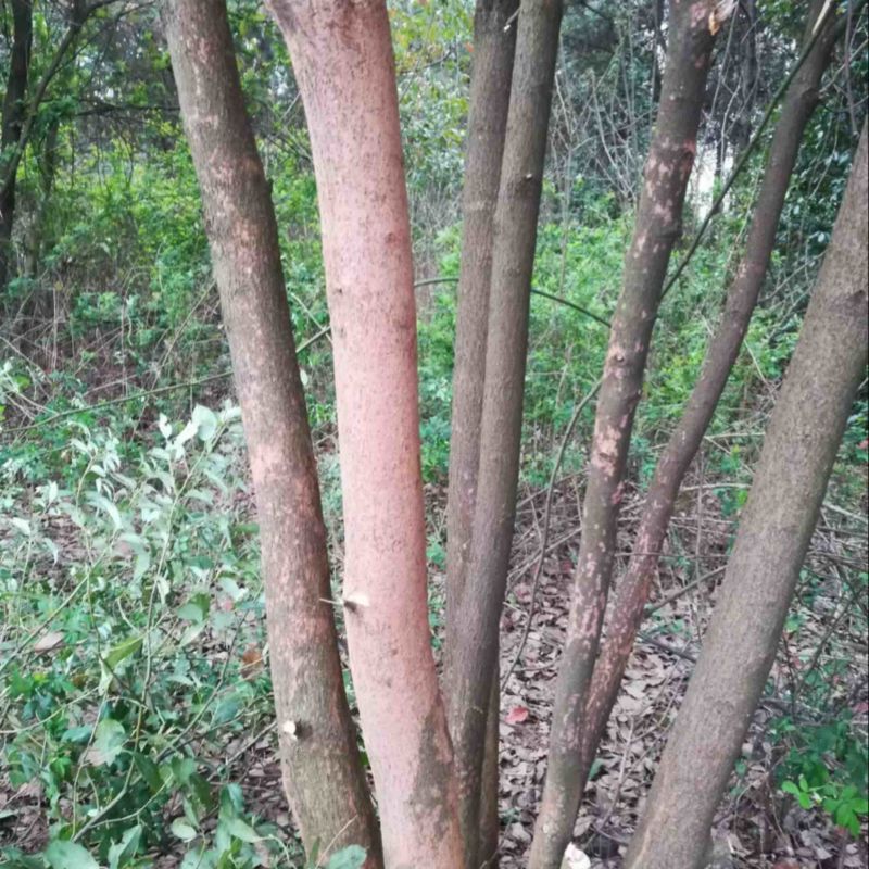 多杆香樟树一手货源，价格优惠品质保障欢迎咨询看货