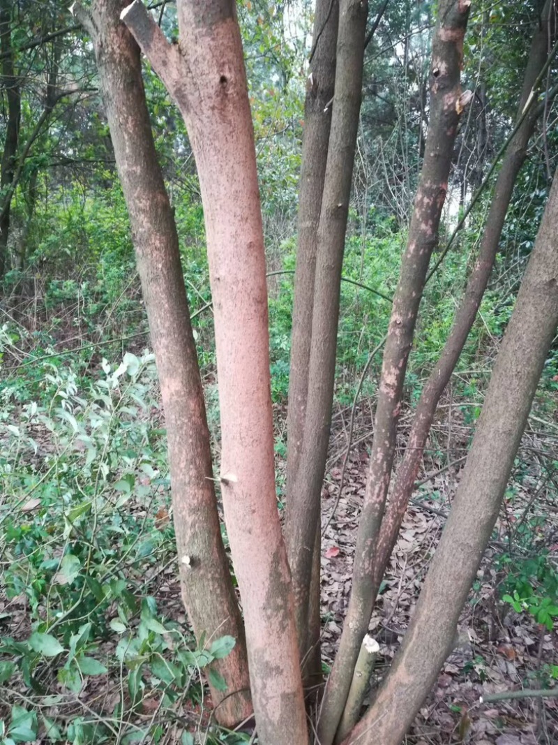 多杆香樟树一手货源，价格优惠品质保障欢迎咨询看货