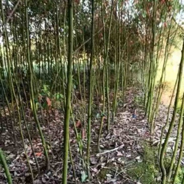 小香樟产地直发，一手货源，欢迎采购看货，价格优惠