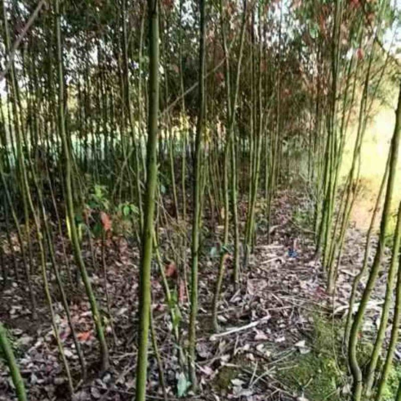小香樟产地直发，一手货源，欢迎采购看货，价格优惠